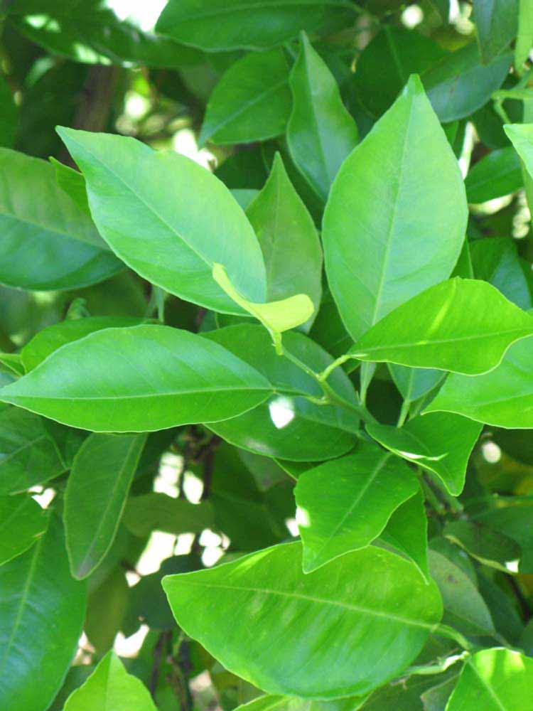              Shade leaves (Winter Haven, FL)       